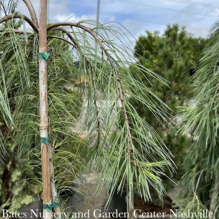 #3 Pinus strob Angel Falls/ Weeping White Pine - No Warranty