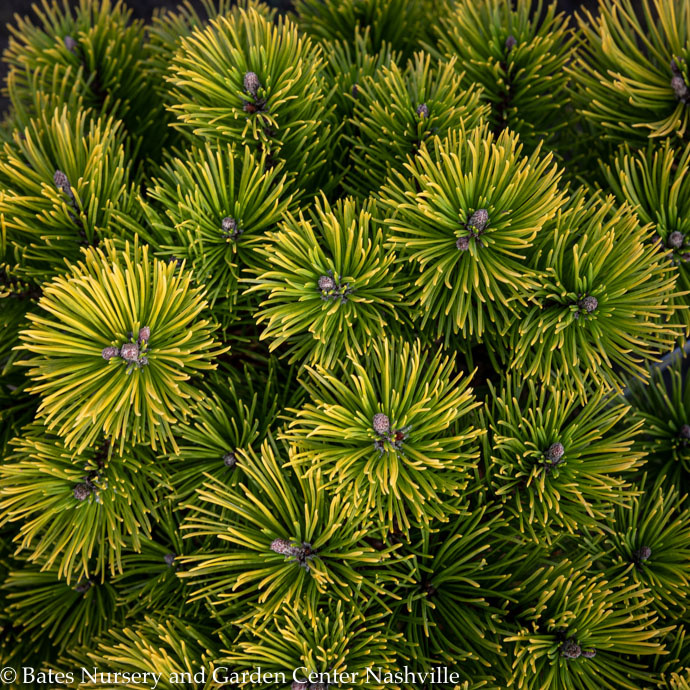 #5 Pinus mugo Carsten's Wintergold/ Dwarf Pine