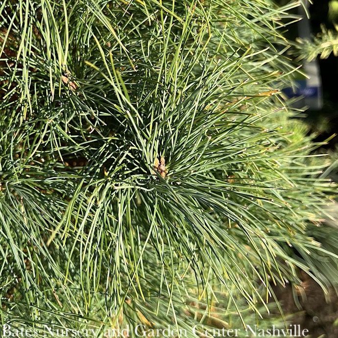 Christmas 3-4' ft Pinus strobus/ Eastern White Pine - No Warranty
