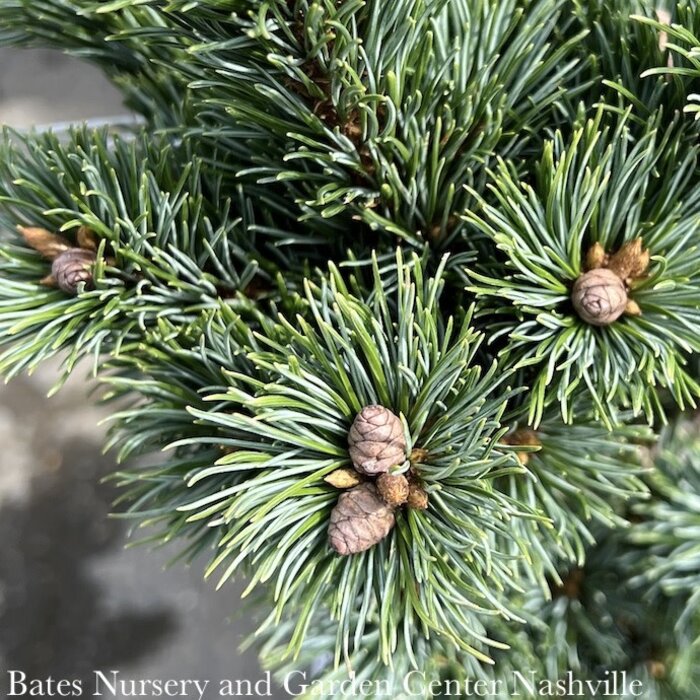 #6 Pinus parviflora Kinpo/ Japanese White Pine - No Warranty