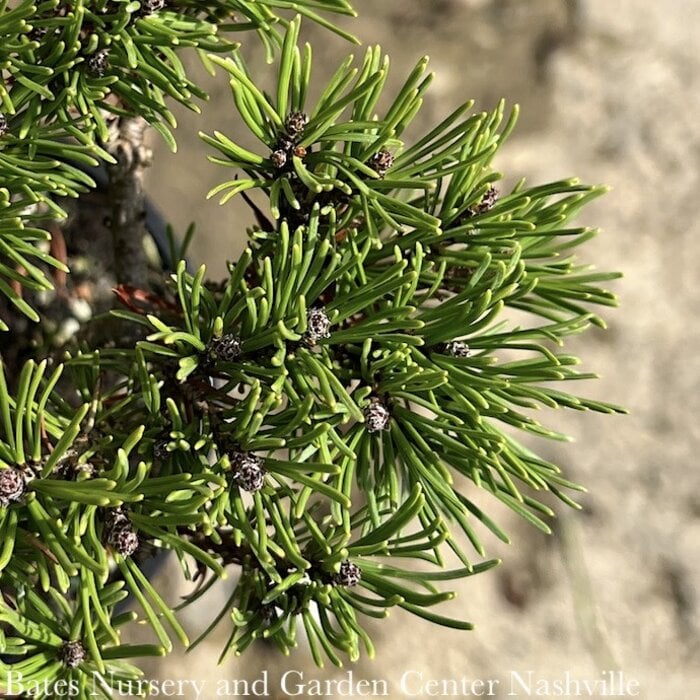 LPP Pinus mugo Slowmound/ Pine