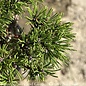 #2 Pinus mugo Slowmound/ Pine
