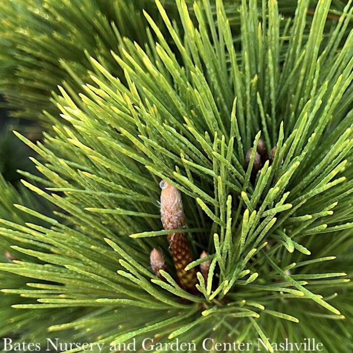 #20 Pinus thunbergii Thunderhead/ Japanese Black Pine