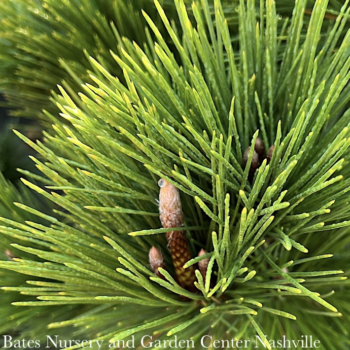 #3 Pinus thunbergii Thunderhead/ Japanese Black Pine