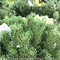 #3 Pinus mugo Palouse/ Dwarf Pine