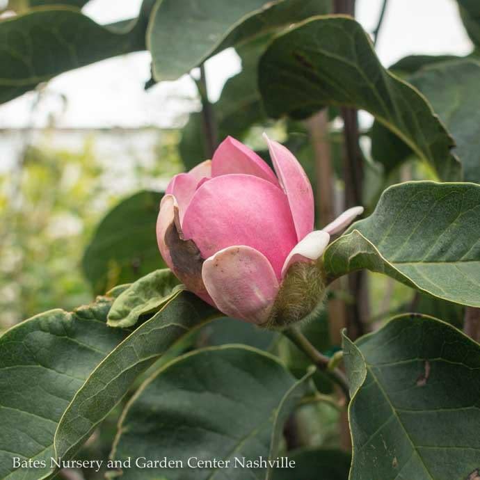 #7  SINGLE Magnolia x Felix Jury/ Deciduous Pink