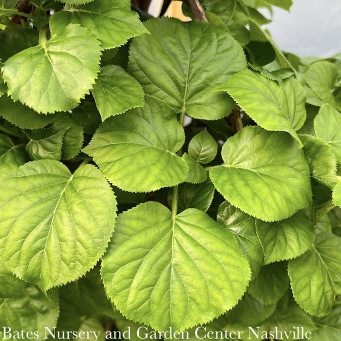 #10 Hydrangea anomala petiolaris/ Climbing