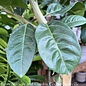 Tropical Edible Topiary  #5 PT Citrus Ponderosa/ Lemon Patio Tree - No Warranty