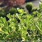 Topiary #5 PYR Buxus micro Faulkner/ Boxwood Pyramidal