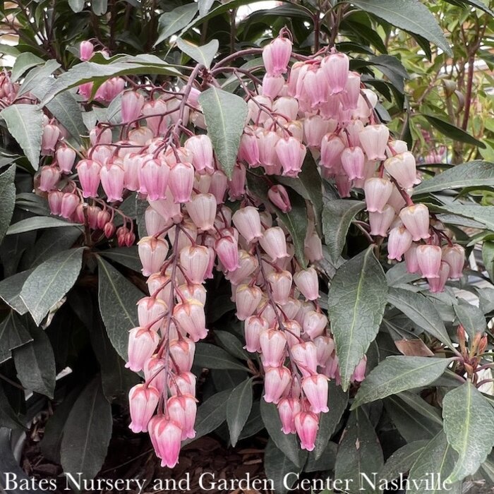 #5 Pieris japonica Katsura/ Pink