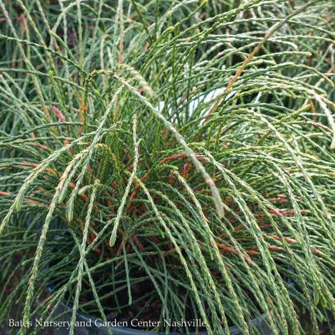 #2 Thuja plicata Whipcord/ Threadleaf Arborvitae - Bates Nursery ...