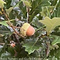 #10 Quercus x warei Regal Prince/ Columnar Oak