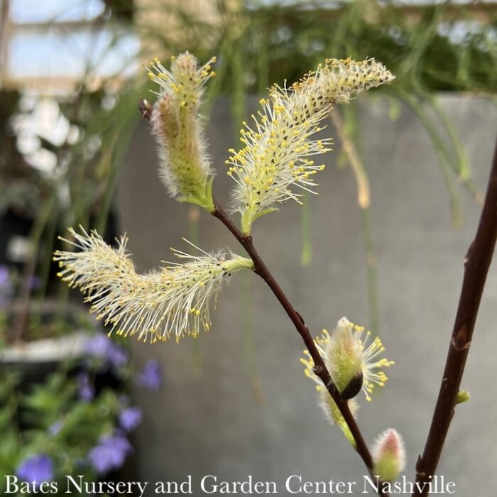 #2 Salix discolor/ American Pussy Willow Native (R)
