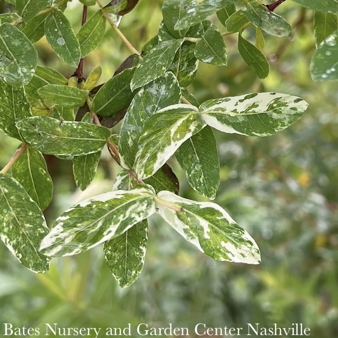 #3 Salix int Hakuro Nishiki/ Variegated Dappled Willow