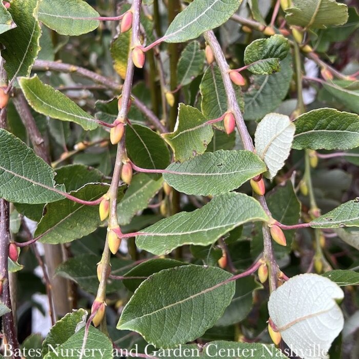 #5 Salix cap Kilmarnock/ Weeping Pussy Willow