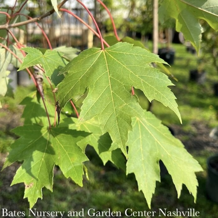 #7 Acer x Armstrong/ Red Columnar Freeman Maple