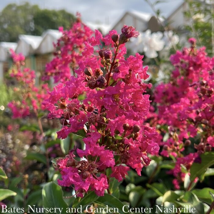 #5 Lagerstroemia x Tonto/ Fuchsia Red Semi-Dwarf Crape Myrtle