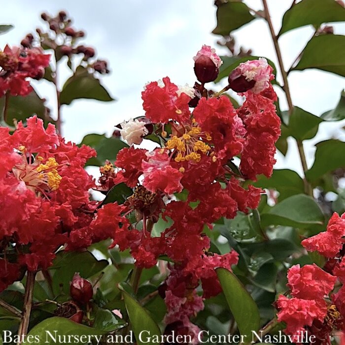 #15 Lagerstroemia Red Siren/ Oxblood-red Crape Myrtle