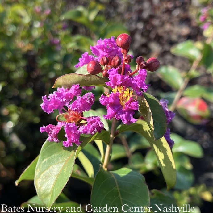 #5 Lagerstroemia x Zuni/ Medium Lavender Semi-dwarf Crape Myrtle