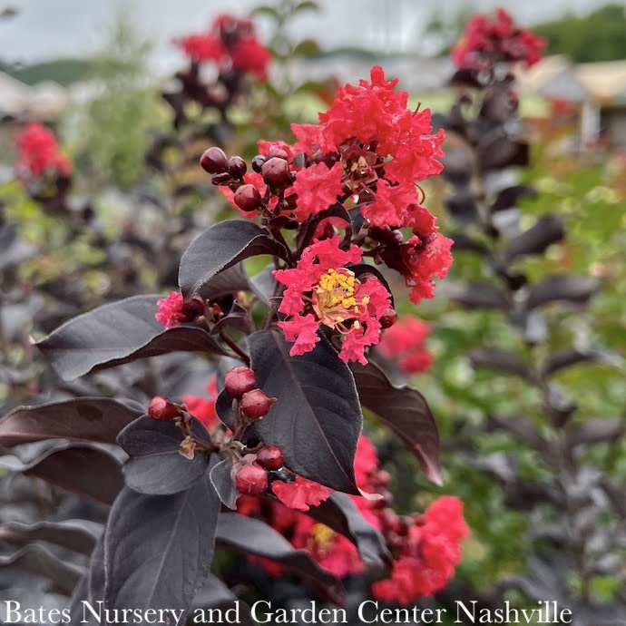 #7 Lagerstroemia x Thunderstruck 'Ruby'/ Red with Dark Leaf Crape Myrtle