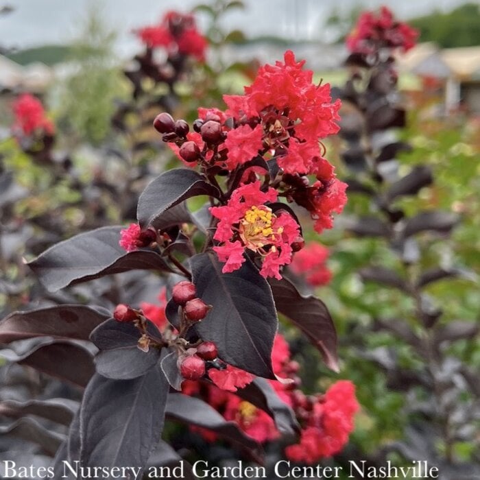 #3 Lagerstroemia x Thunderstruck 'Ruby'/ Red with Dark Leaf Crape Myrtle