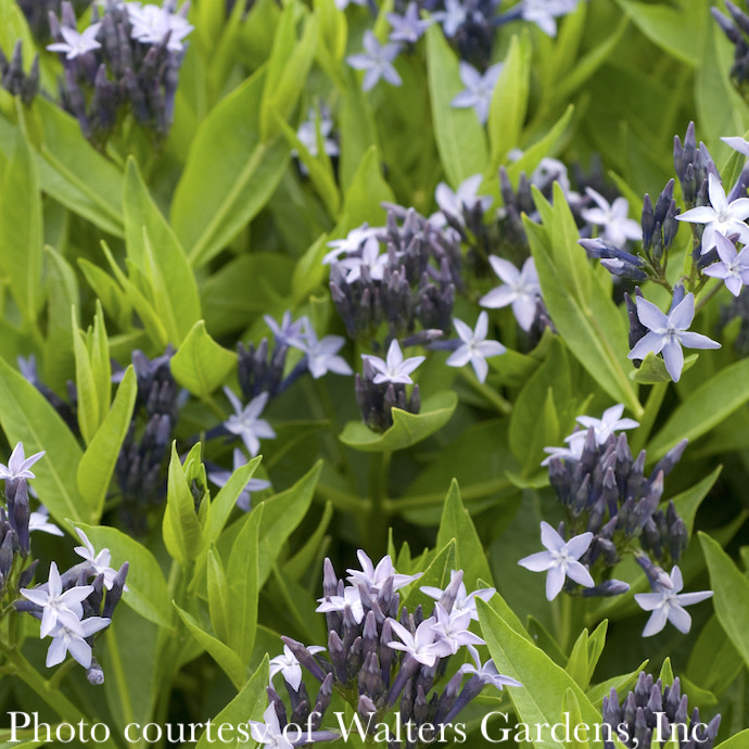 #1 Amsonia tab Blue Ice/ Blue Star Flower Native (TN)