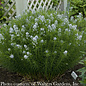 #1 Amsonia hubrichtii/ Arkansas Bluestar Native (TN)