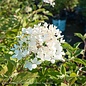 Topiary #7 PT Hydrangea pan Phantom/ Panicle White Patio Tree