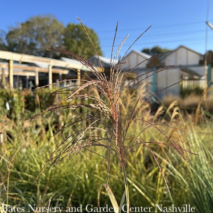 #1 Grass Miscanthus sine Cabaret/ Variegated Japanese Silver