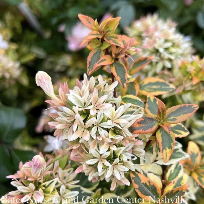 #2s Abelia x grand Kaleidoscope/ Variegated