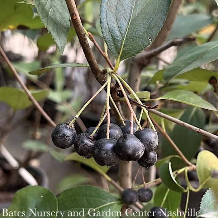 #1 Aronia melano Autumn Magic/ Black Chokeberry Native (TN)