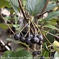 #1 Aronia melano Autumn Magic/ Black Chokeberry Native (TN)