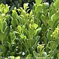 #1 Buxus NewGen Freedom/ Boxwood