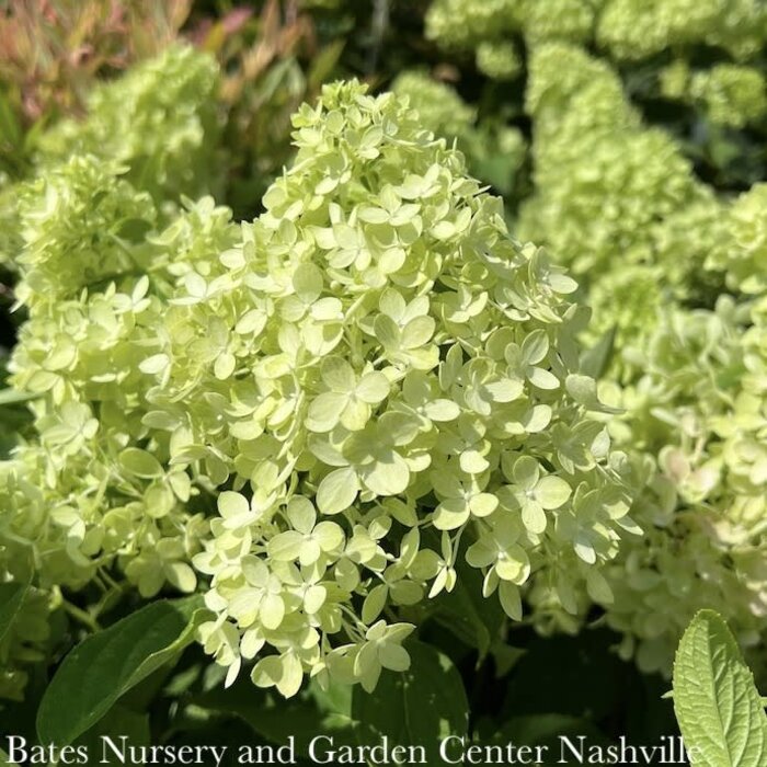 #2 Hydrangea pan Dragon Baby/ Dwarf White to Pink Panicle