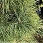 6-7' ft Pinus strobus/ Eastern White Pine - No Warranty