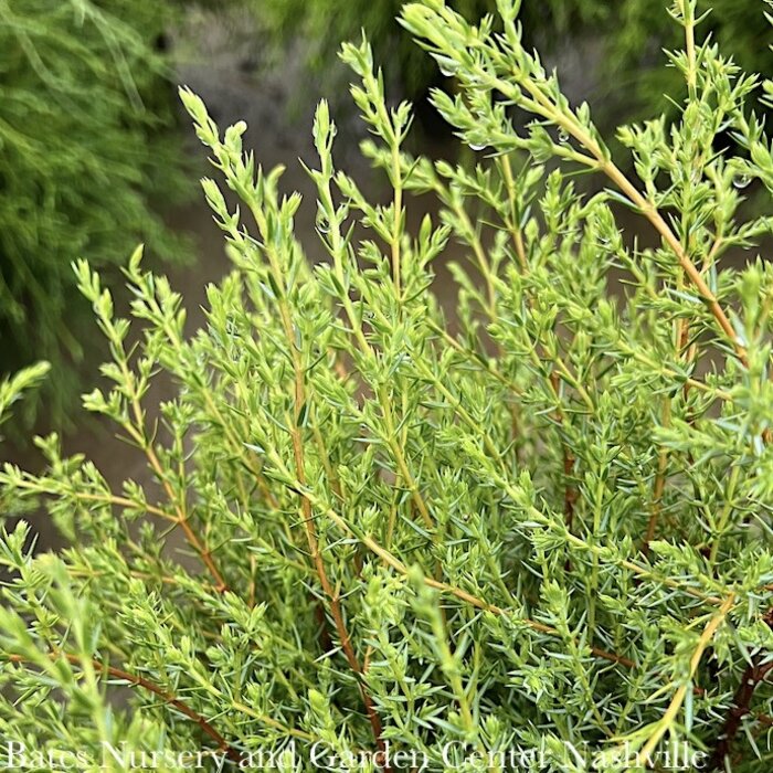 #3 Juniperus com Gold Cone/ Upright Juniper