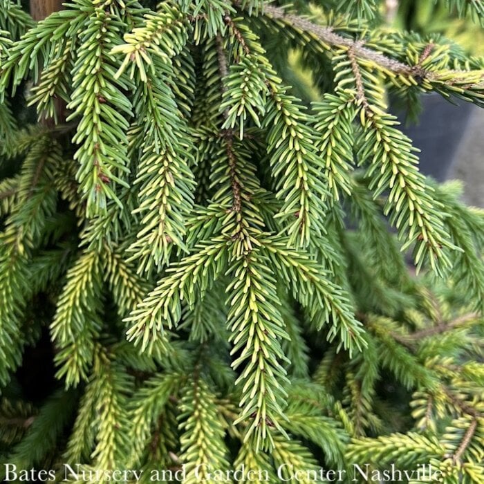 #6 Picea orientalis Skylands/ Golden Oriental Spruce