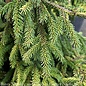 #6 Picea orientalis Skylands/ Golden Oriental Spruce