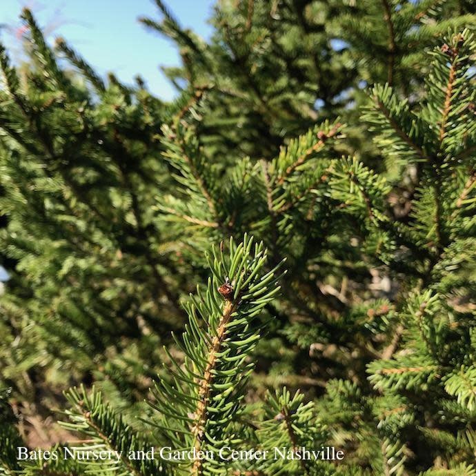 8-9’ ft Picea abies/ Norway Spruce   - No Warranty