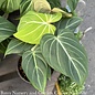 4p! Philodendron Gloriosum /Tropical