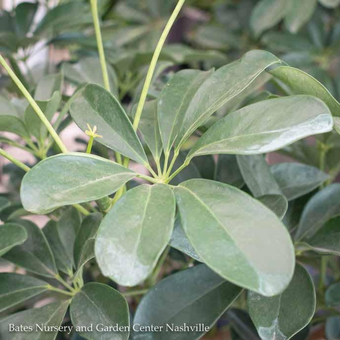 10p! Schefflera Arboricola Bush /Tropical