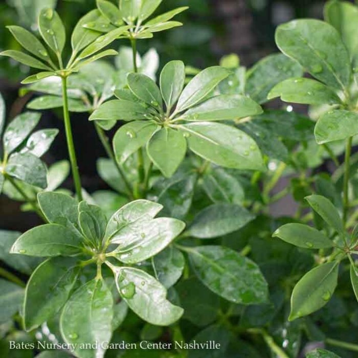 6p! Schefflera Arboricola Bush /Tropical