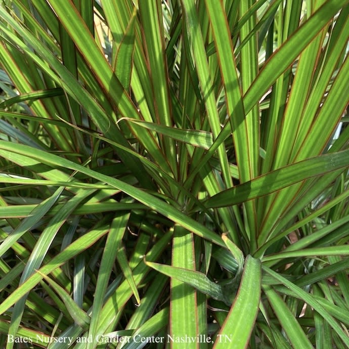 10p! Dracaena Marginata Flat Weave /Tropical