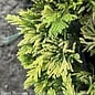 #1 Juniperus horiz Mother Lode/ Creeping Juniper