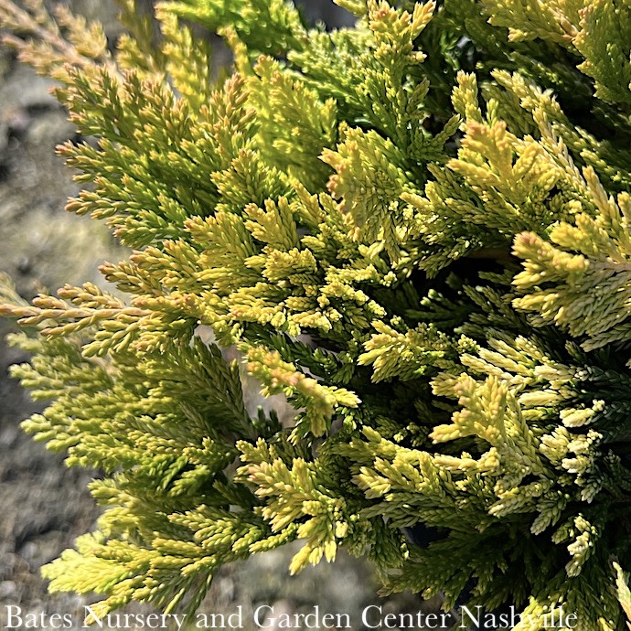 LPP Juniperus horiz Mother Lode/ Creeping Juniper