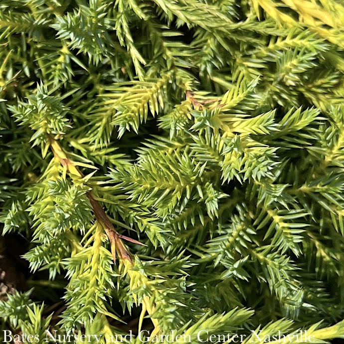 #5 Juniperus chin Daub's Frosted/ Spreading Chinese Juniper