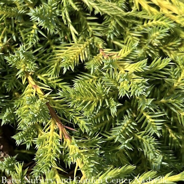 #1 Juniperus chin Daub's Frosted/ Spreading Chinese Juniper
