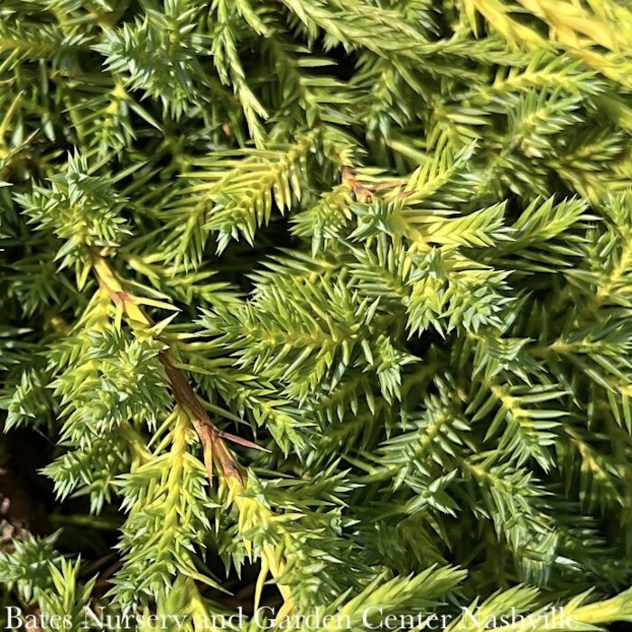 #2 Juniperus chin Daub's Frosted/ Spreading Chinese Juniper