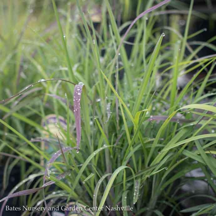 #1 Grass Schizachyrium scop Twilight Zone/ Little Bluestem Native (TN)