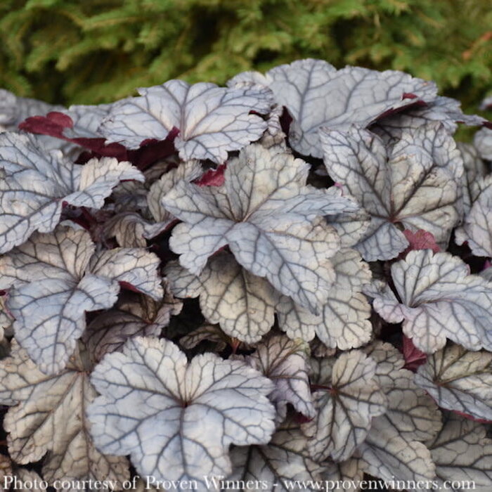 #1 Heuchera x PW Dolce 'Frosted Berry'/ Coral Bells